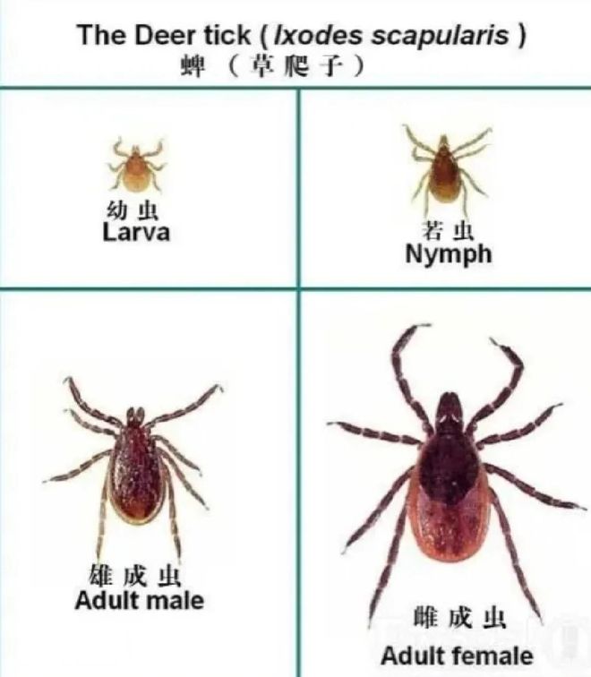 勒布朗去哪儿？森林狼亮出三张“人情牌”死磕骑士勇士